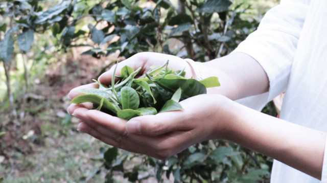 深入深山研究十余年，他终于喝到了明清皇室贡茶，味道是这样