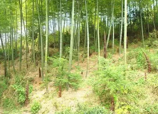 武穴又到挖野菜的时候了，江边好多人都在挖野菜，你吃了吗？