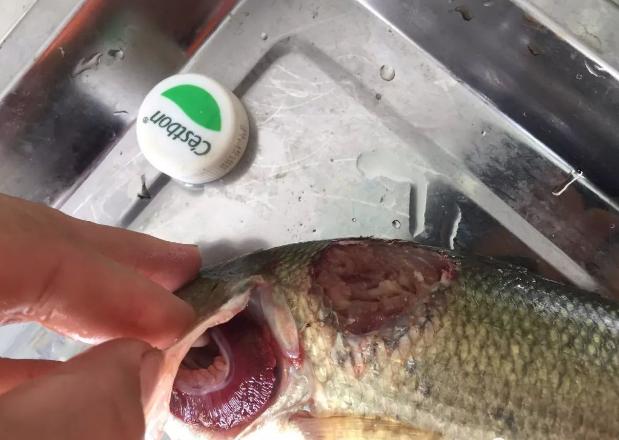 鲫鱼烂身怎么治,鲫鱼烂身有什么防治