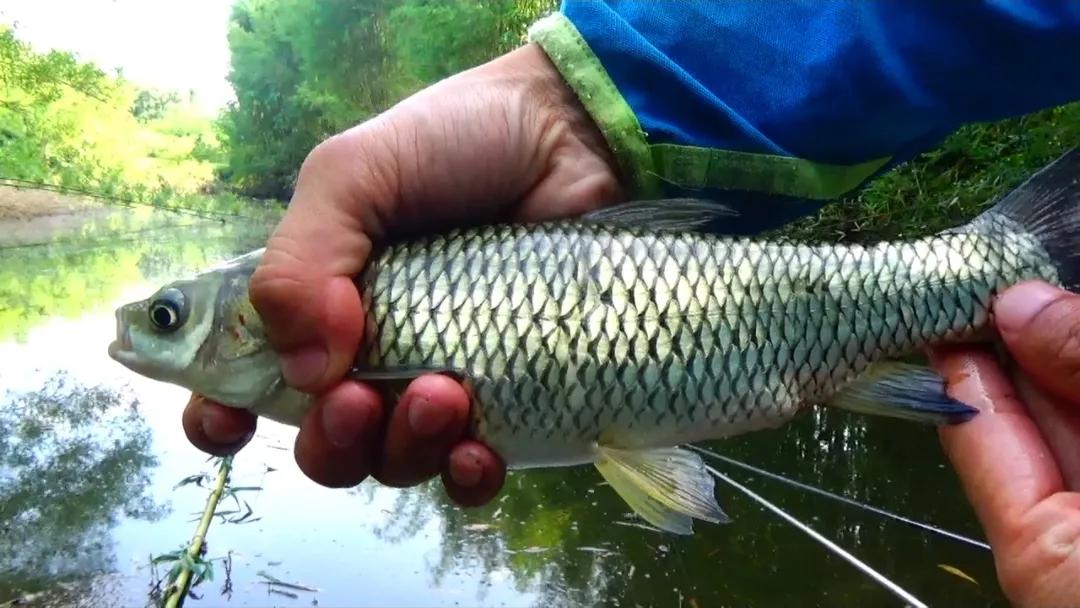 钓到牢底坐穿兽放生,钓鱼钓到鱼不要放生还会被罚吗