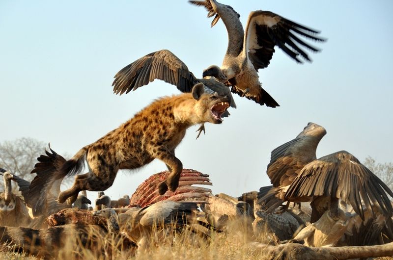 说好了一起捕猎，有的食肉动物却做了清道夫