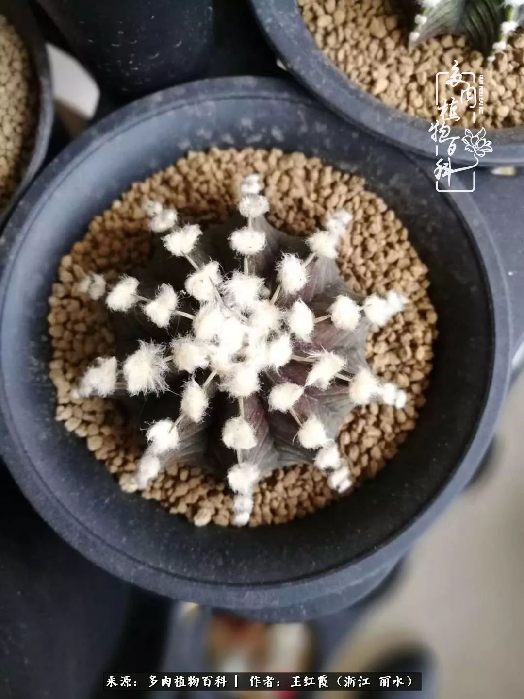 仙人球露养条件,仙人球的露养方法