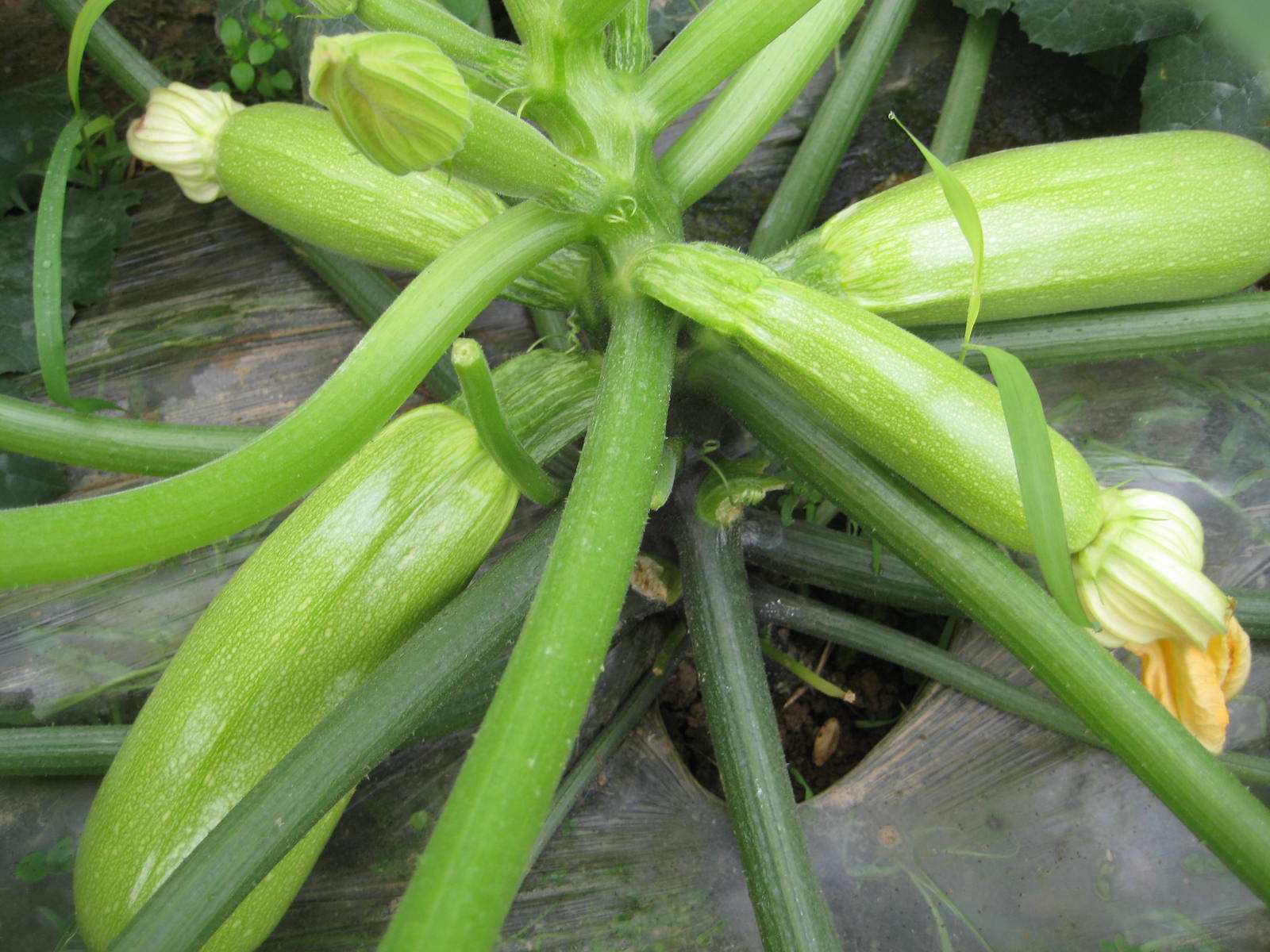 西葫芦怎么管理节瓜多,西葫芦可以结几茬瓜