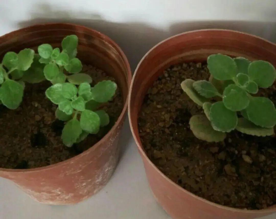 耐寒又好养的香水花,家里可以养法国香水花