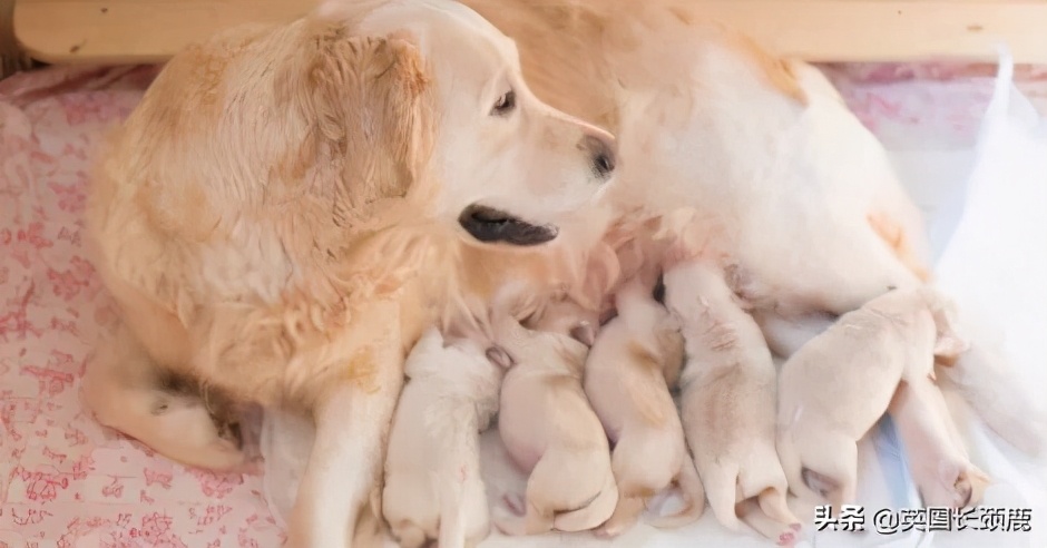 在英国哪里可以买宠物,英国如何饲养宠物猫咪