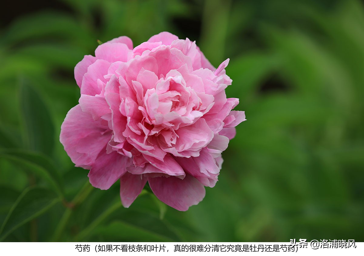 大院绿化的回忆——顺便看看院里的芍药定个究竟有多少种？