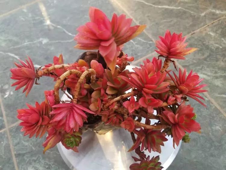 爱机车,爱多肉,宝妈花姐的诗和远方