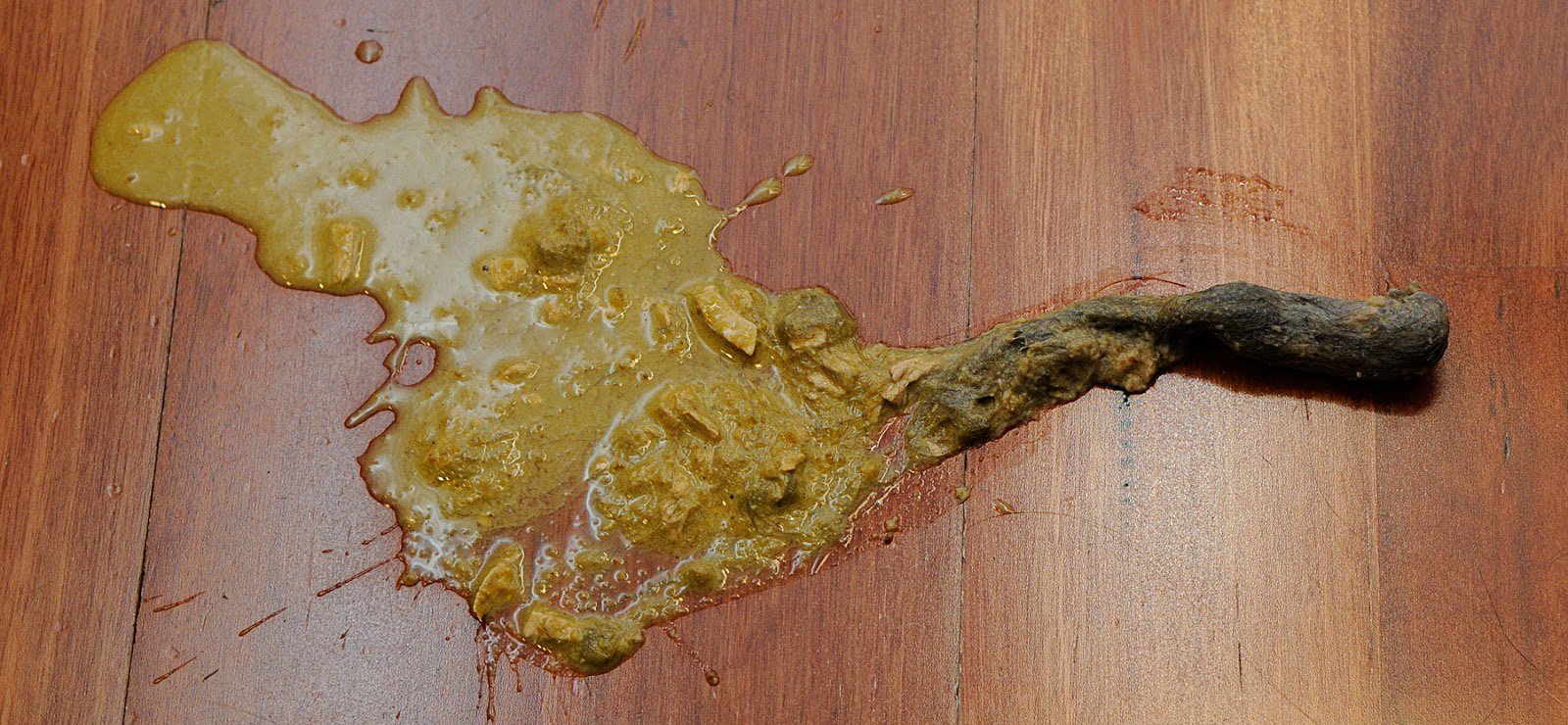 猫咪呕吐不仅是消化疾病引起，你想知道的预防措施都在这