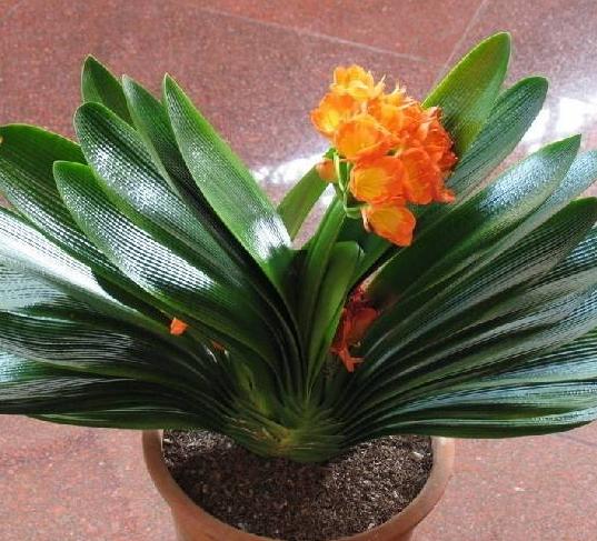 君子兰盆栽怎么处理,怎么防止君子兰烂根