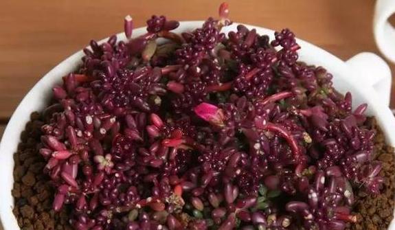 紫米粒多肉的养护方法,多肉紫雾小苗怎么扦插