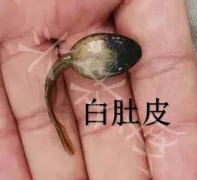 蝌蚪养殖解毒的重要性,蝌蚪养殖怎样预防生病的发生呢