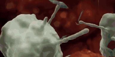 妈妈讲精子和卵子的结合,精子与卵子结合过程科教片