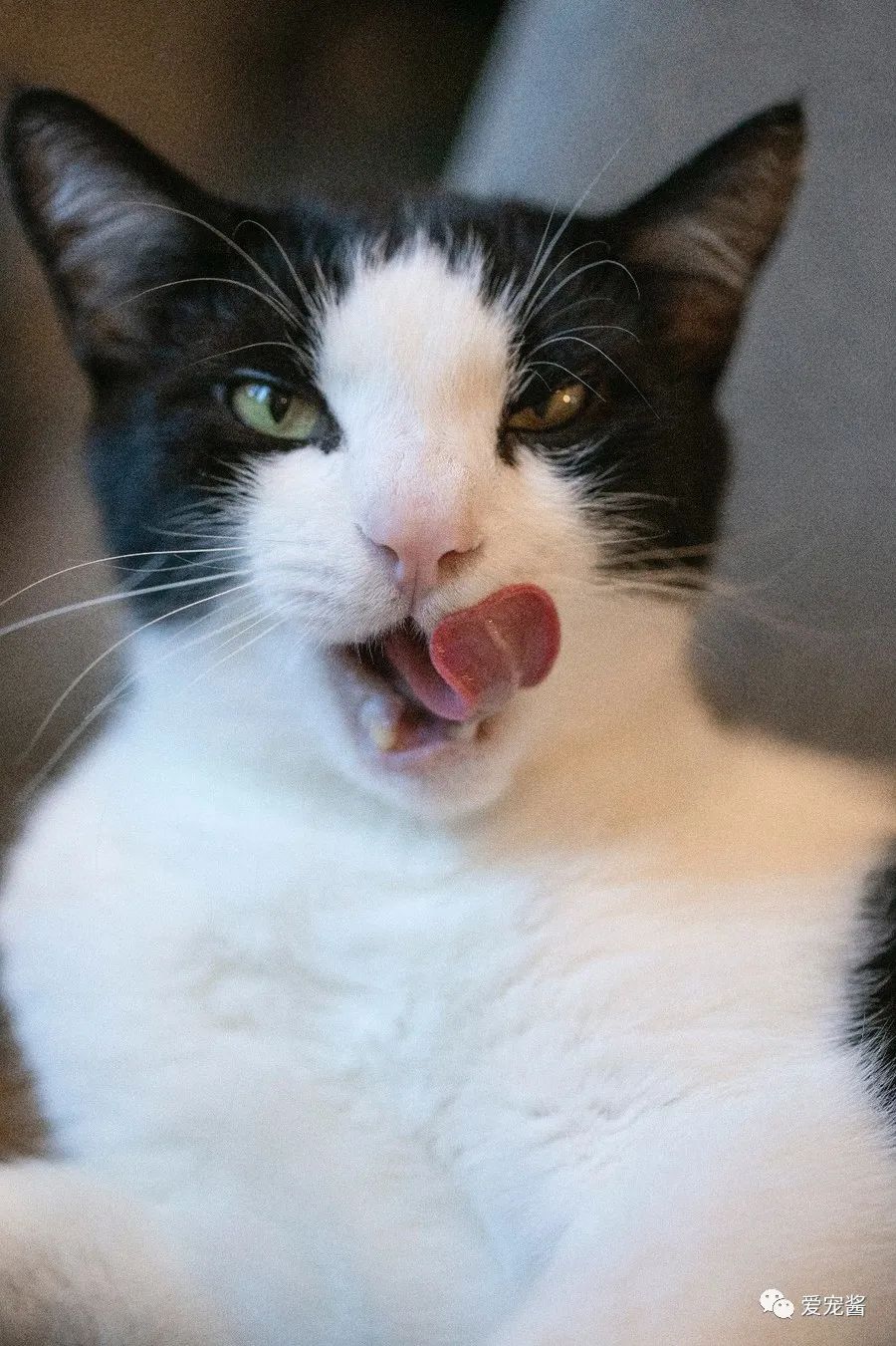 猫咪睡觉舔脚心,猫咪舔我怎么办