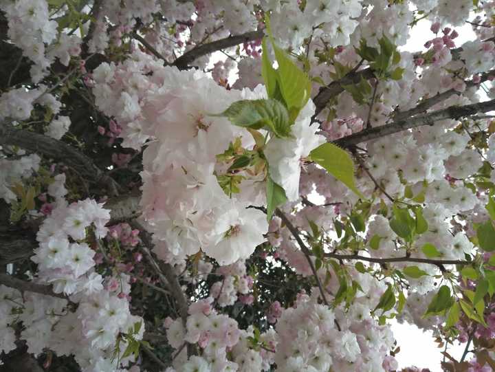 樱花芬兰芳四溢，倩倩咏咏那抹红