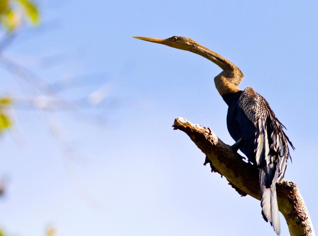 恐龙灭绝之后的大鸟,时隔80多年神秘大鸟再次现身