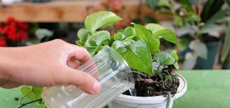 家庭盆栽废茶渣沤肥,牛奶和淘米水沤肥