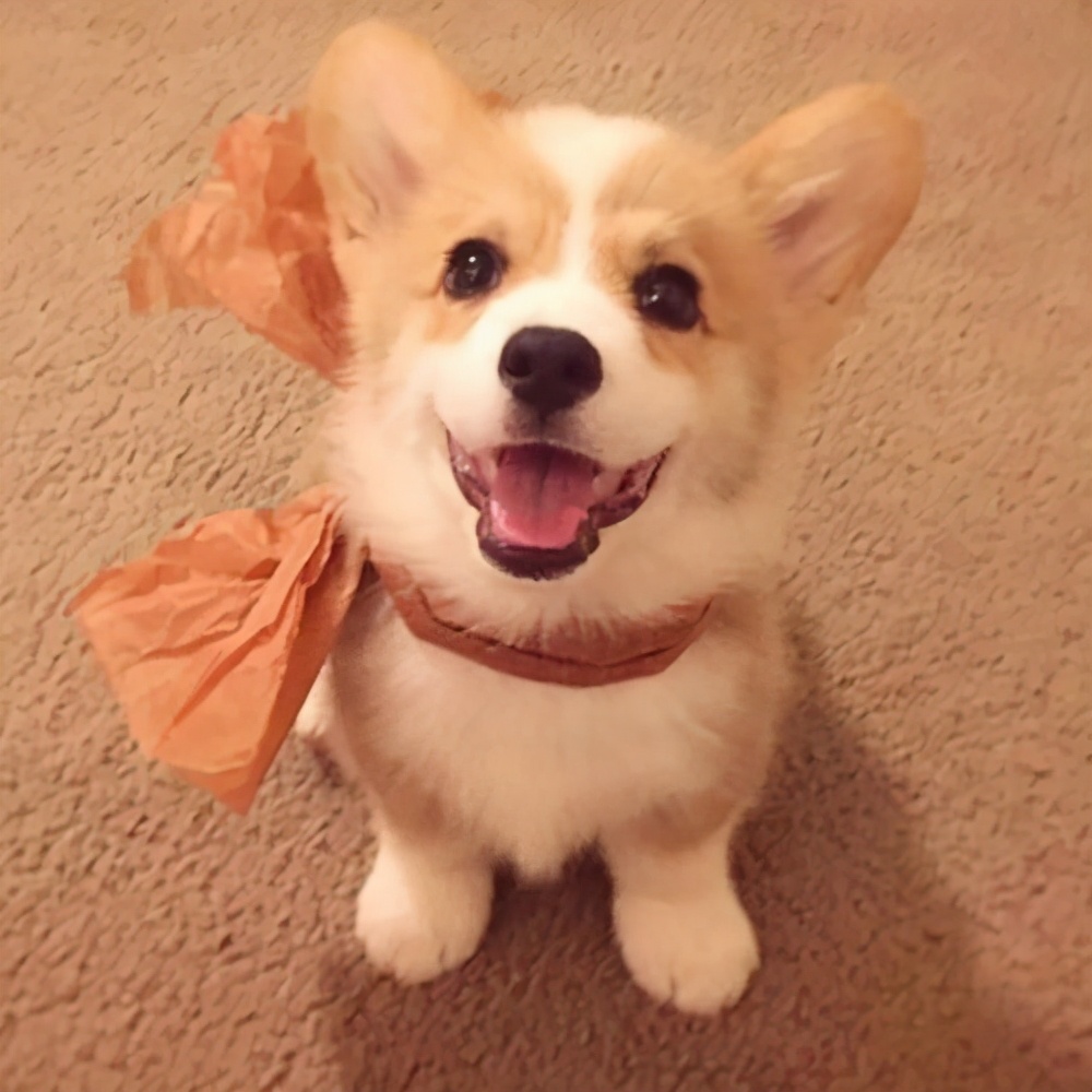 狗里面最臭的狗是什么狗,世界上最臭的十大动物