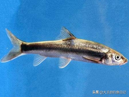 中华鳖保护动物,鳖是国家一级保护动物么