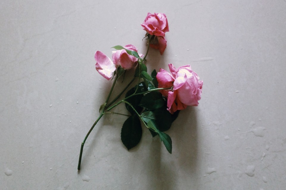 有关感恩感动的中考满分作文,成长感悟类高考满分作文