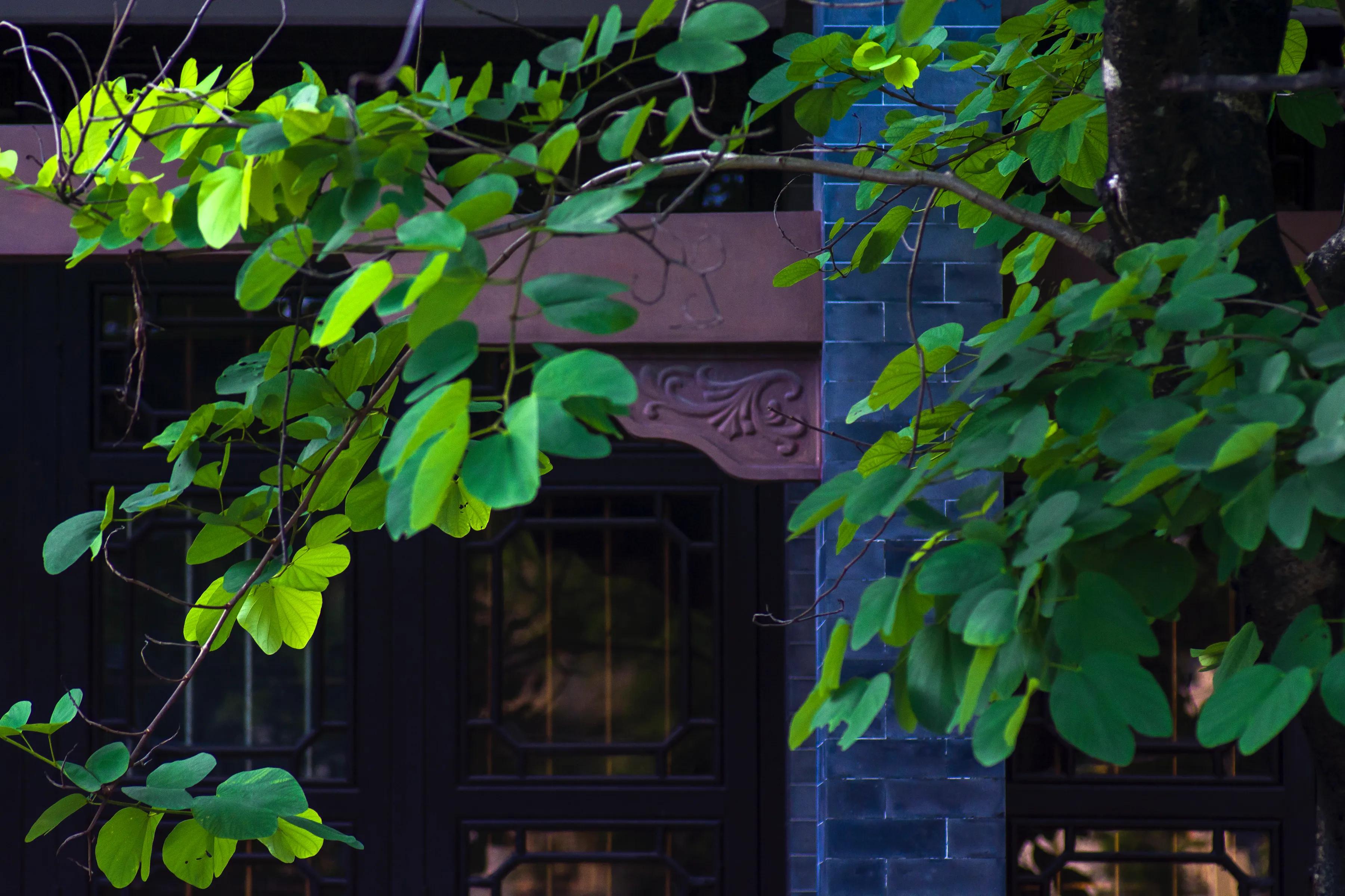 莱卡跟尼康怎么选,徕卡90mmf2.8