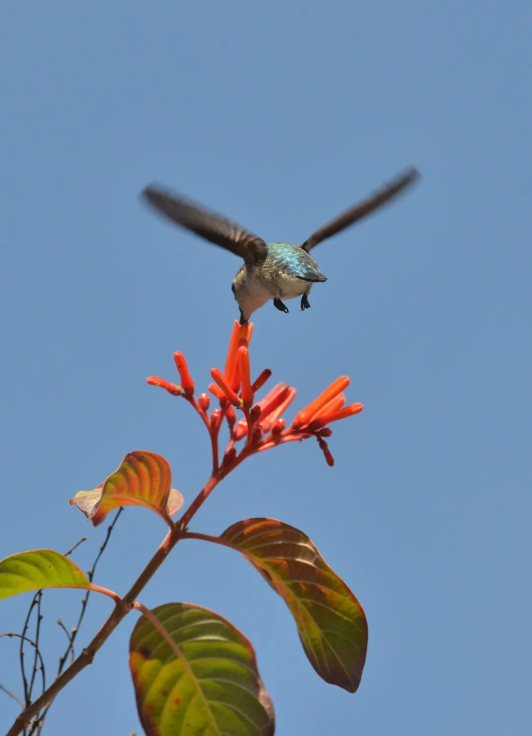吸蜜蜂鸟：惊艳森林的彩虹小宝石
