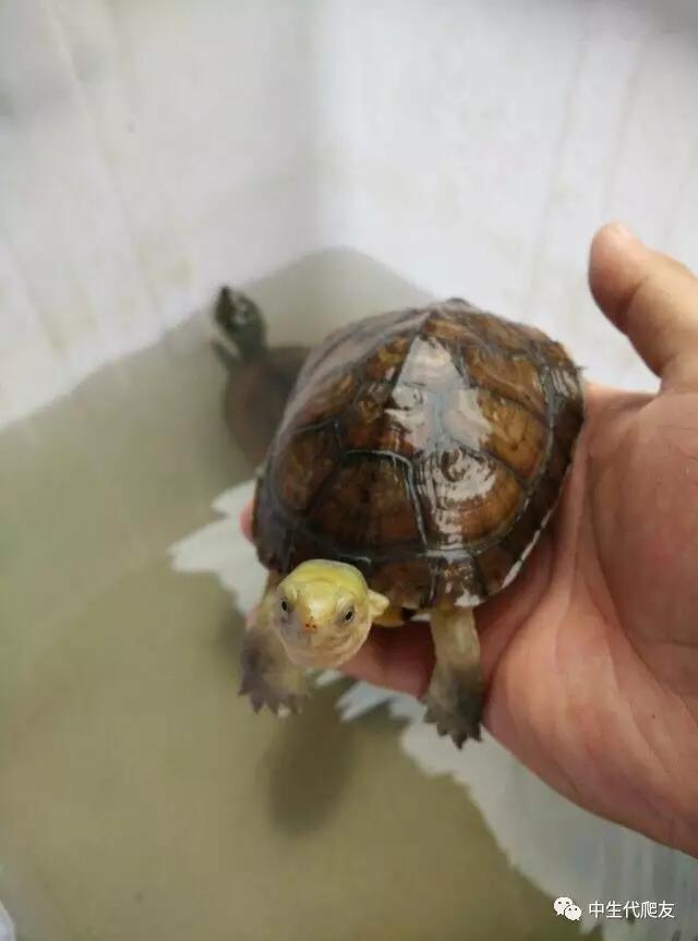 半泥半水的养龟环境视频,欧泽龟用什么环境养