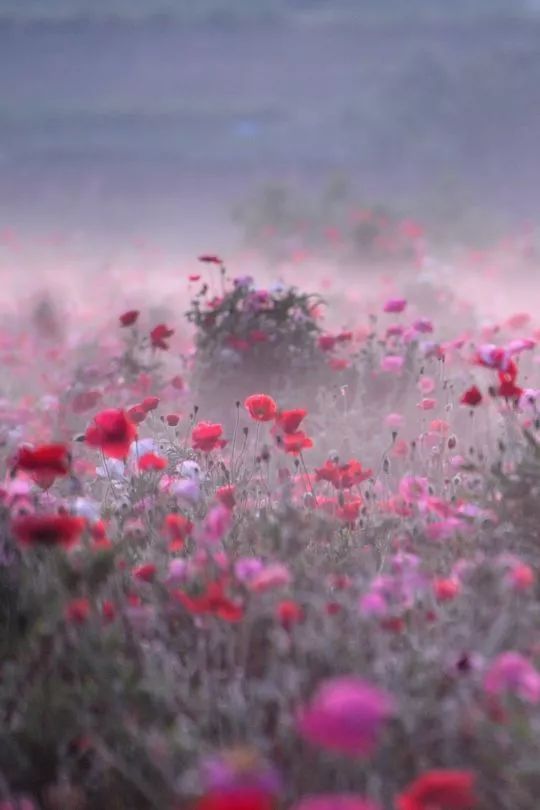 开花店必须要知道的花艺知识科普,开花店花艺师都需要掌握什么技术