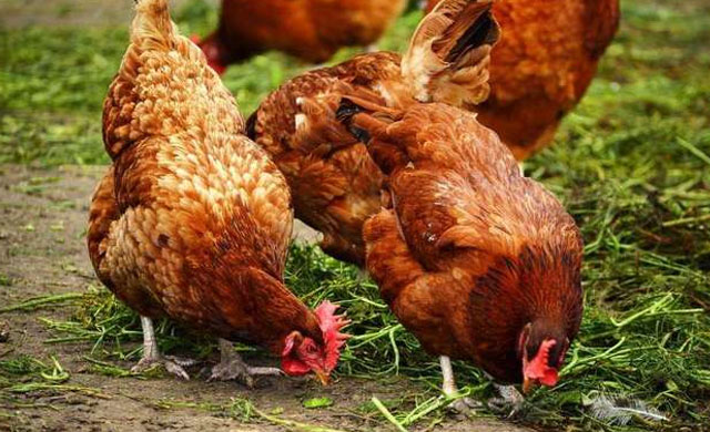 鸡拉稀喂阿莫西林和土霉素哪个好,鸡拉稀用什么偏方能治