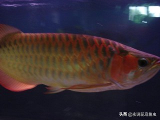 观赏鱼养殖技术论坛,观赏鱼鱼友交流