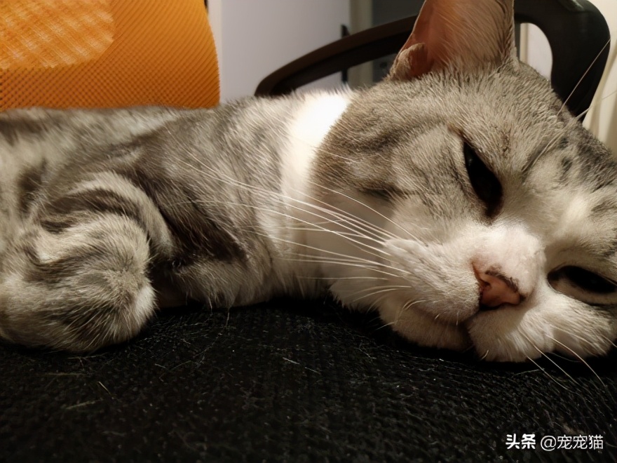 美短猫猫粮推荐,美短跟英短有什么区别