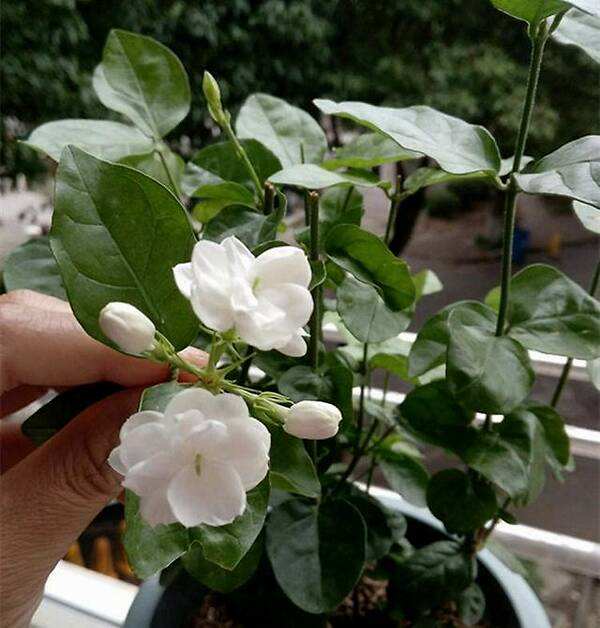 养好茉莉花需要的土,养茉莉花6个小技巧什么时候剪枝
