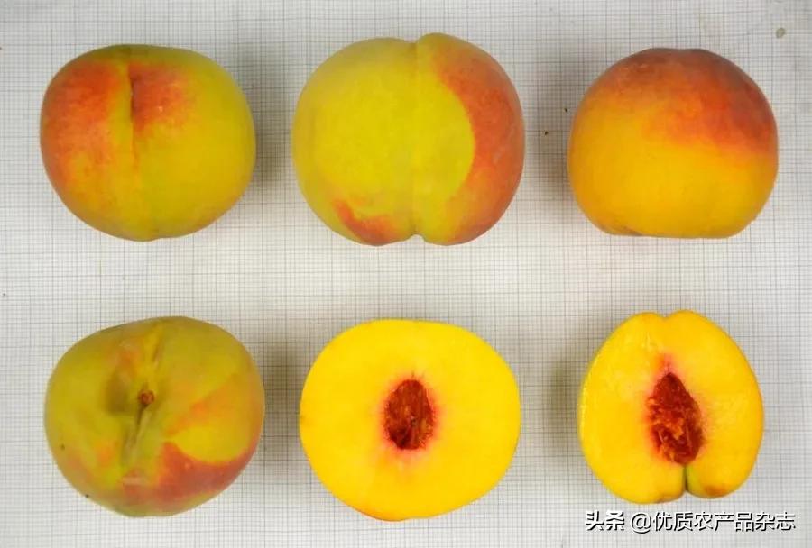 鲜食黄桃产地哪里的最好,什么种类的黄桃最好吃又甜
