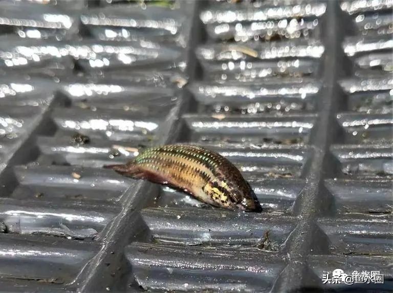 泰国斗鱼和中国斗鱼的杂交品种,中国斗鱼与泰国斗鱼哪个更厉害