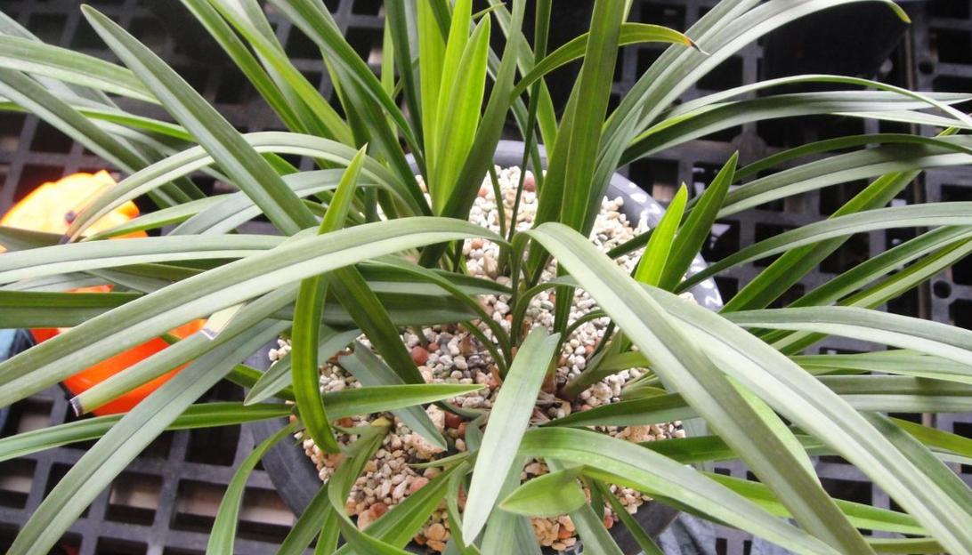 建兰不开花怎么办,建兰花期推迟的原因