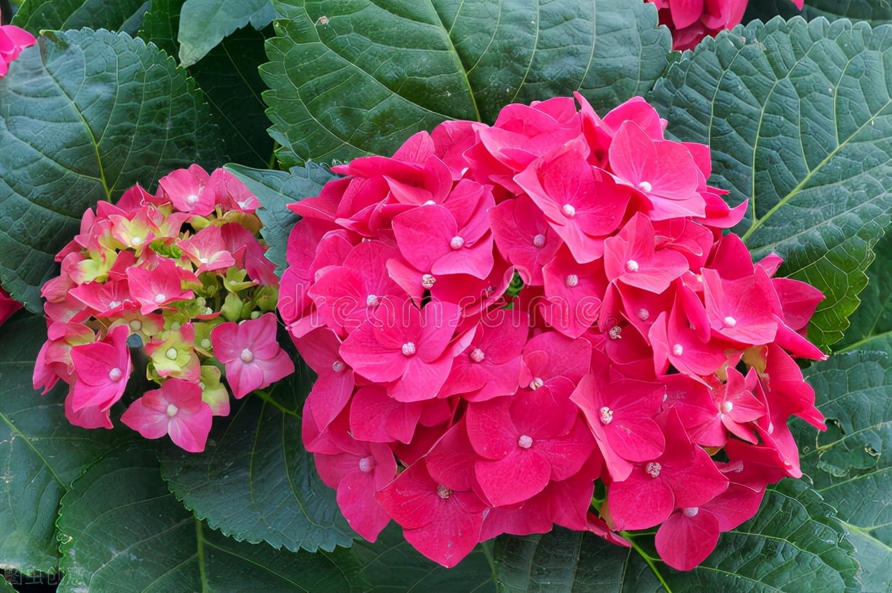 现在这季节逛花市合适吗,花市必看