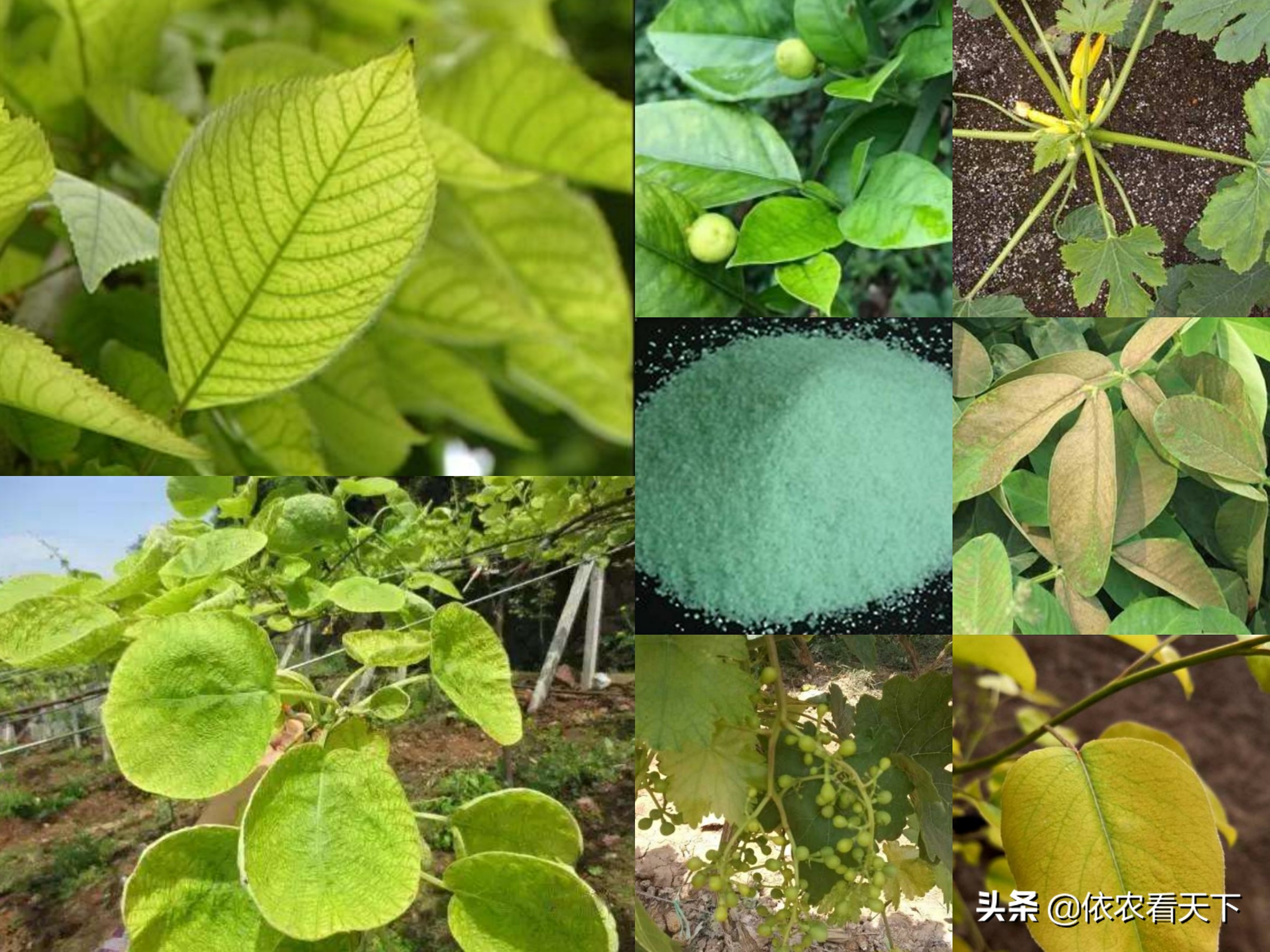 铁肥中含有哪些元素,作物缺铁用什么铁肥