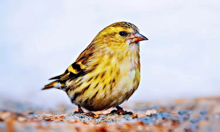 黄雀鸣叫欣赏,黄雀翅膀羽毛