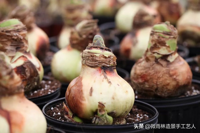 教你让朱顶红爆盆技巧