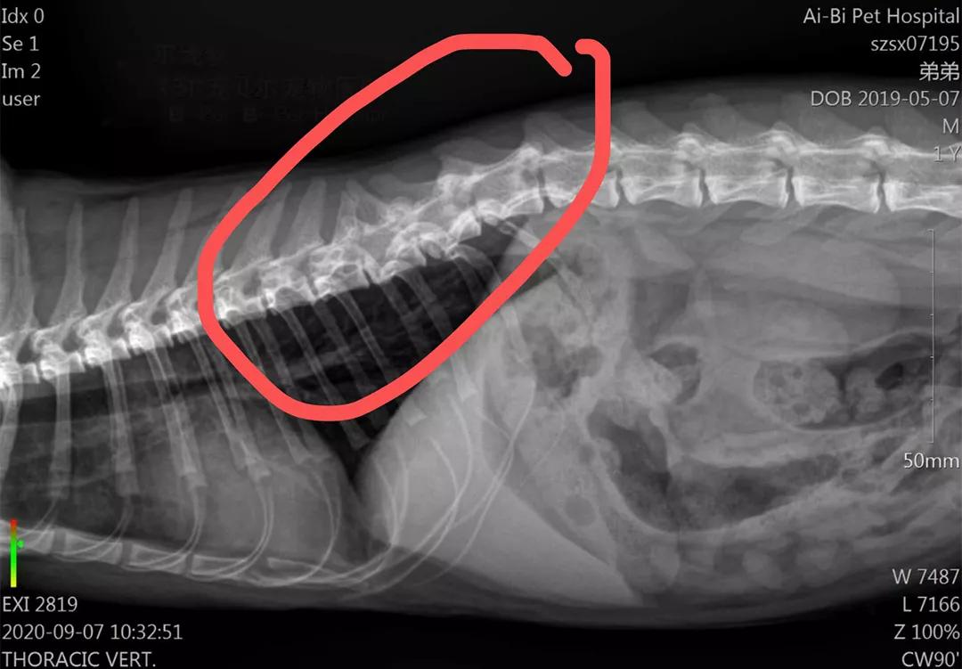 矮脚猫应激后腿无力怎么办,矮脚猫后腿多久能站起来