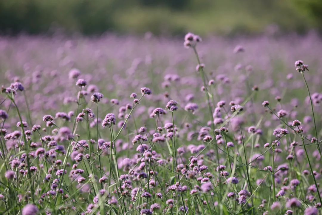 杭州的秋天随处可见都是美景,杭州西溪湿地美成调色盘
