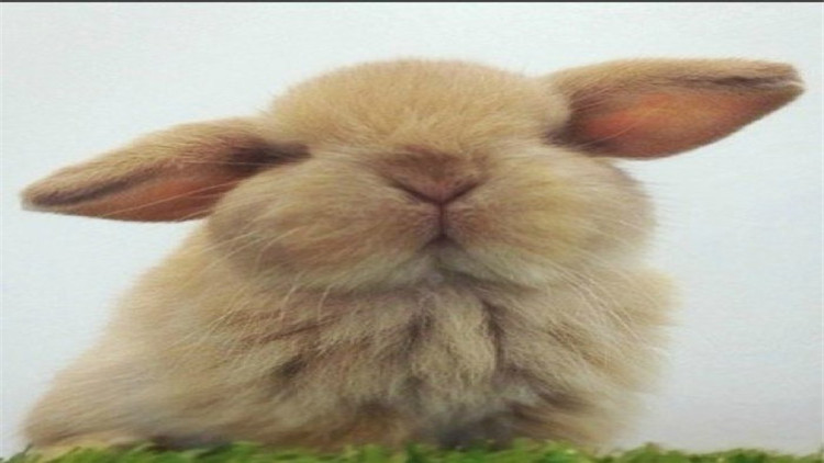 兔子最简单分雌雄图片,15天兔子雌雄对照图