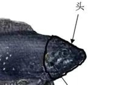 圆尾斗鱼能和泰国斗鱼杂交吗,圆尾斗鱼观赏鱼