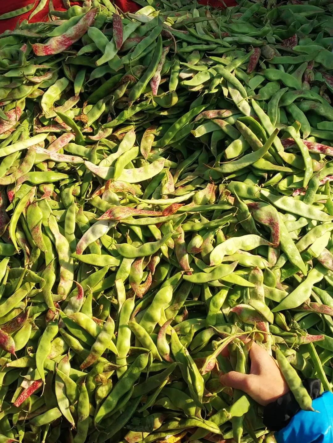 周边最便宜的大集在哪里,10元一两的大集