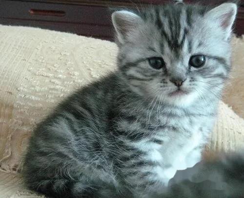 英国短毛猫小猫如何饲养,英国短毛猫饲养方法
