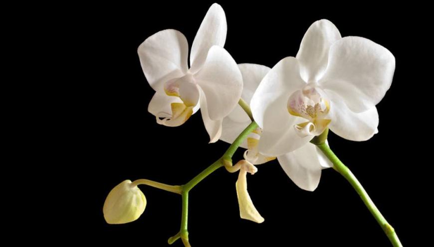 香味跟栀子花一样的花,栀子花与玉兰花哪个更香一些