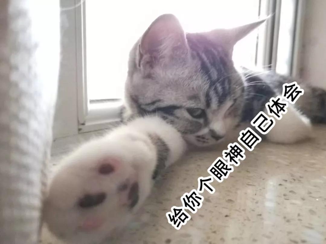 总龙头断板跌停当天,板块龙头暴跌涨停潮