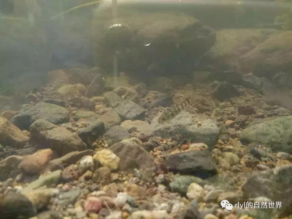 黄缘龟多大可以进环境造景,黄缘龟造景用陶粒还是火山石