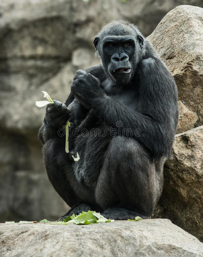 野人49.谁在乾坤山*窥偷**我？齐莽正感觉难受时山上滚下了石头