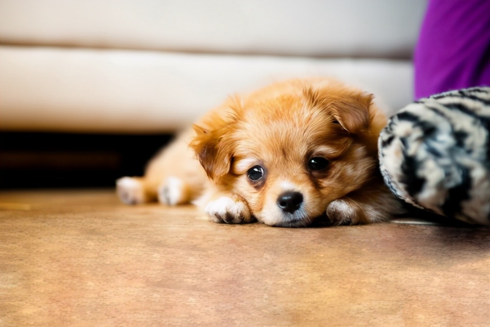 如果你家狗经常“呜呜叫”，一旦发现，就要注意了