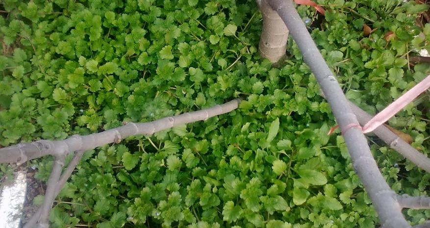 薄荷种植用什么肥料好,薄荷种植多久才可以施肥